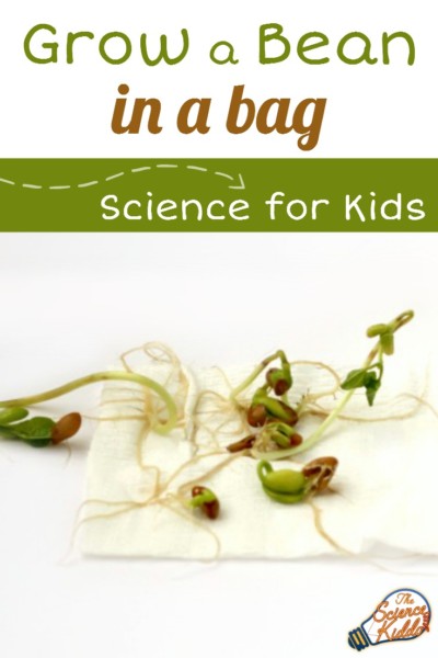 Sprouting a bean seed in a bag is an engaging spring science activity for children to learn their first biology lessons at home or in the classroom.