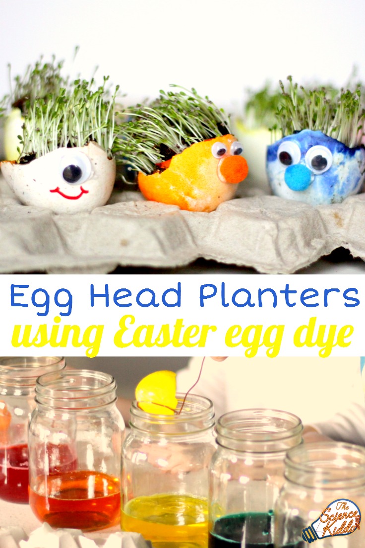 Use leftover Easter egg dye to make these bright and colorful egg shell planters! Making egg head planters is the perfect spring science experiment for kids at home or in the classroom.