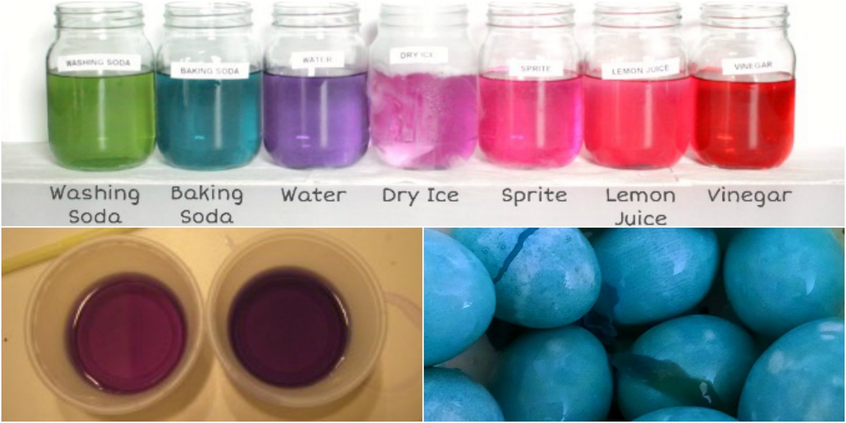 A collection of fascinating red cabbage indicator science experiments for kids. Learn how to make a natural pH indicator and then use it to do real acid/base chemistry! The red cabbage pH indicator can be used for science experiments, art projects, and then eaten for breakfast. Fun red cabbage experiment STEM activity.